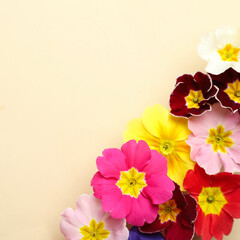 Fototapeta na wymiar Primrose Primula Vulgaris flowers on beige background, flat lay with space for text. Spring season