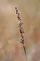 dry plant with seeds