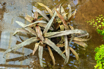 Beautiful Cryptanthus plants. Attractive desert plant. Bromeliad.