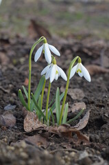 Blooming snowdrops, Galanthus nivalis
