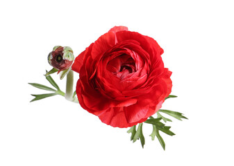 Beautiful fresh ranunculus flower on white background