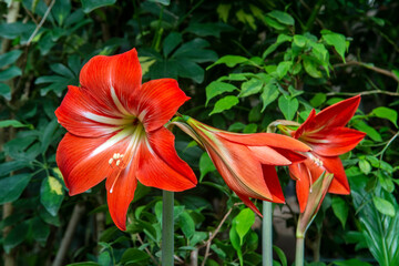 Red Amaryllis flower 