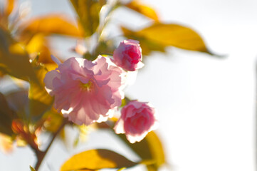 blurred background with pink sakura flowers in the rays of the setting sun