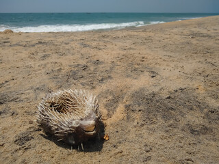 Dead pufferfish on the beach