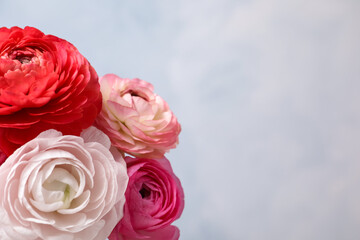 Beautiful fresh ranunculus flowers on color background, closeup. Space for text