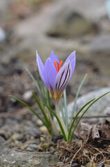 Obraz premium Blooming Crocus orphei in the garden