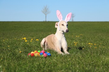 funny brown galgo is lying in the garden with funny bunny ears and colorful easter eggs in the front