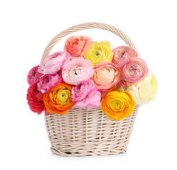 Fototapeta na wymiar Beautiful ranunculus flowers in whicker basket isolated on white