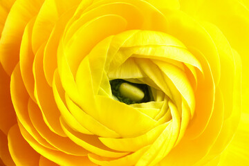 Closeup view of beautiful yellow ranunculus flower
