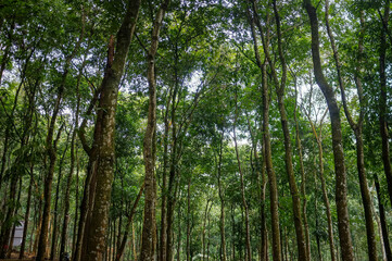 green bamboo forest
