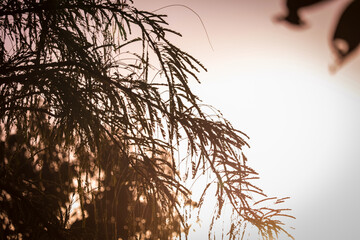 tree branch and morning sunlight,Morning sunlight and swinging tree branches,the sun warmly shining through the beautiful branches of a large beech tree,