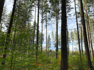 Fototapeta premium In the coniferous forest in Germany