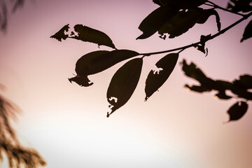 Morning sunlight and swinging tree branches,the sun warmly shining through the beautiful branches of a large beech tree,