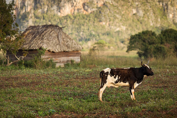 Naklejka na ściany i meble Farmer man working on tobacco field in Vinales with two bulls in a beatiful light of a morning. Vinales, Cuba