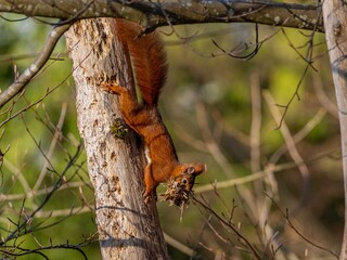 Eichhörnchen mit Baumaterial