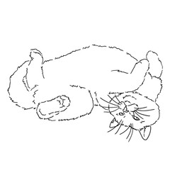 Drawing of a fat fluffy cat lying on its back, holding its paws up. Funny cat. Black and white linear isolated illustration. Stock vector image