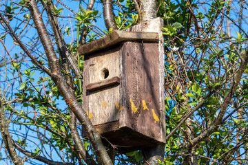 Birdbox or birdhouse attached to a woodland tree in preparation for the bird mating season, stock photo image