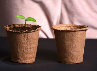 A cute sprout in a small pot.