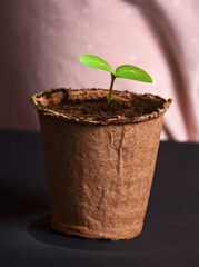One cute sprout in a small pot.