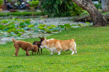 Poodle, chihuahua and Welsh corgi dogs playing at outdoor park