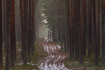 in the pine forest a road with snow and a hunting tower