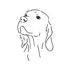 Dog Hand Drawn. English setter. Vector illustration isolated