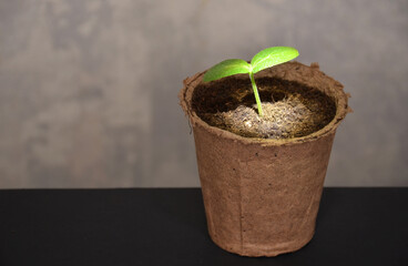 A ray of light shines on the sprout. 