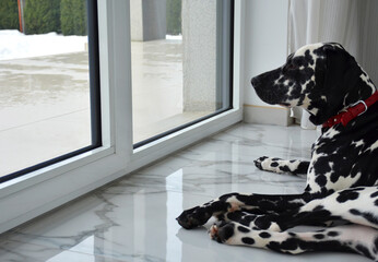 The dog lies on the floor and looks out the window. Dalmatian.