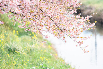 川沿いの桜並木