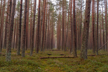 a passage in the pine forest with fallen trees
