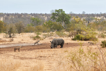Fototapeta premium White rhino with hyaenas near a waterhole