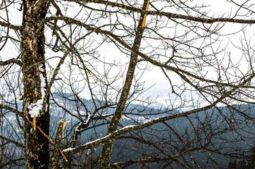 Temperate broadleaf and mixed forest in winter