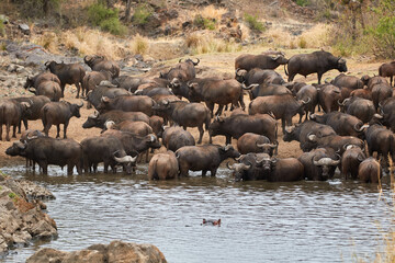 Fototapeta na wymiar Herd of African buffalo drinking at a waterhole