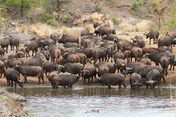 Herd of African buffalo drinking at a waterhole