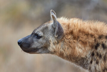 Close-up of a hyena in Kruger