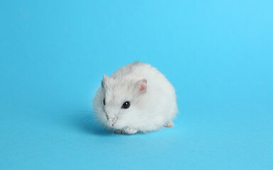 Fototapeta na wymiar Cute funny pearl hamster on light blue background