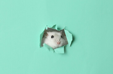 Cute funny pearl hamster looking out of hole in turquoise paper