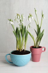 Beautiful snowdrops planted in cups on white wooden table