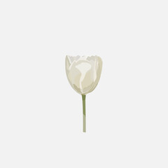 white tulip on white isolated background