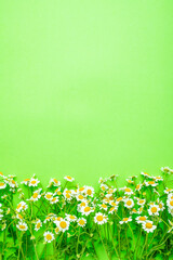 Feverfew spring flowers poster on green background