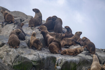 Seals in one of the small islands in Cabo de Hornos (Cape Horn) in Tierra del Fuego archipelago, Chile