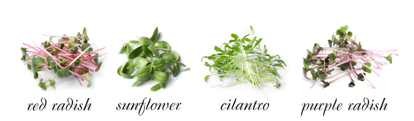 Set of different fresh microgreens on white background. Banner design