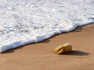 A jellyfish washed ashore during a storm