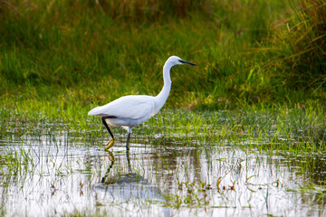 Grande aigrette dans le marais	