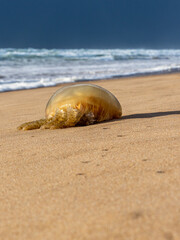 A jellyfish washed ashore during a storm © Lucas