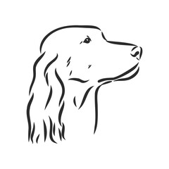 Dog Hand Drawn. English setter. Vector illustration isolated