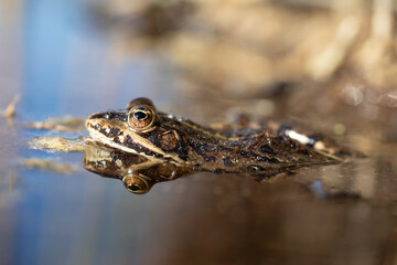 Kröte im Wasser