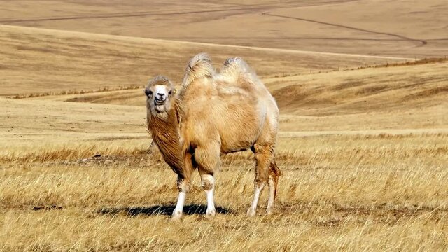 A young camel chewing dry grass on the yellow meadow in winter
