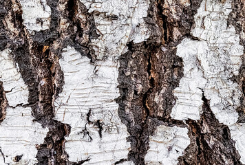Closeup of birch bark texture