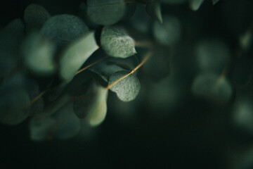 Green eucalyptus leaves close-up, blurry and indistinct photo of the plant on dark background © Наташ Сергеева